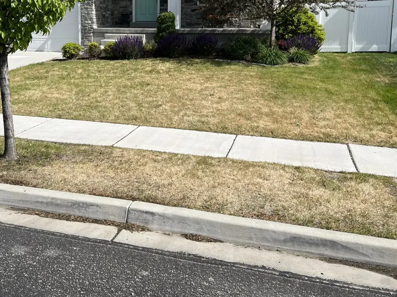 Before: Heat-Stressed Turf
