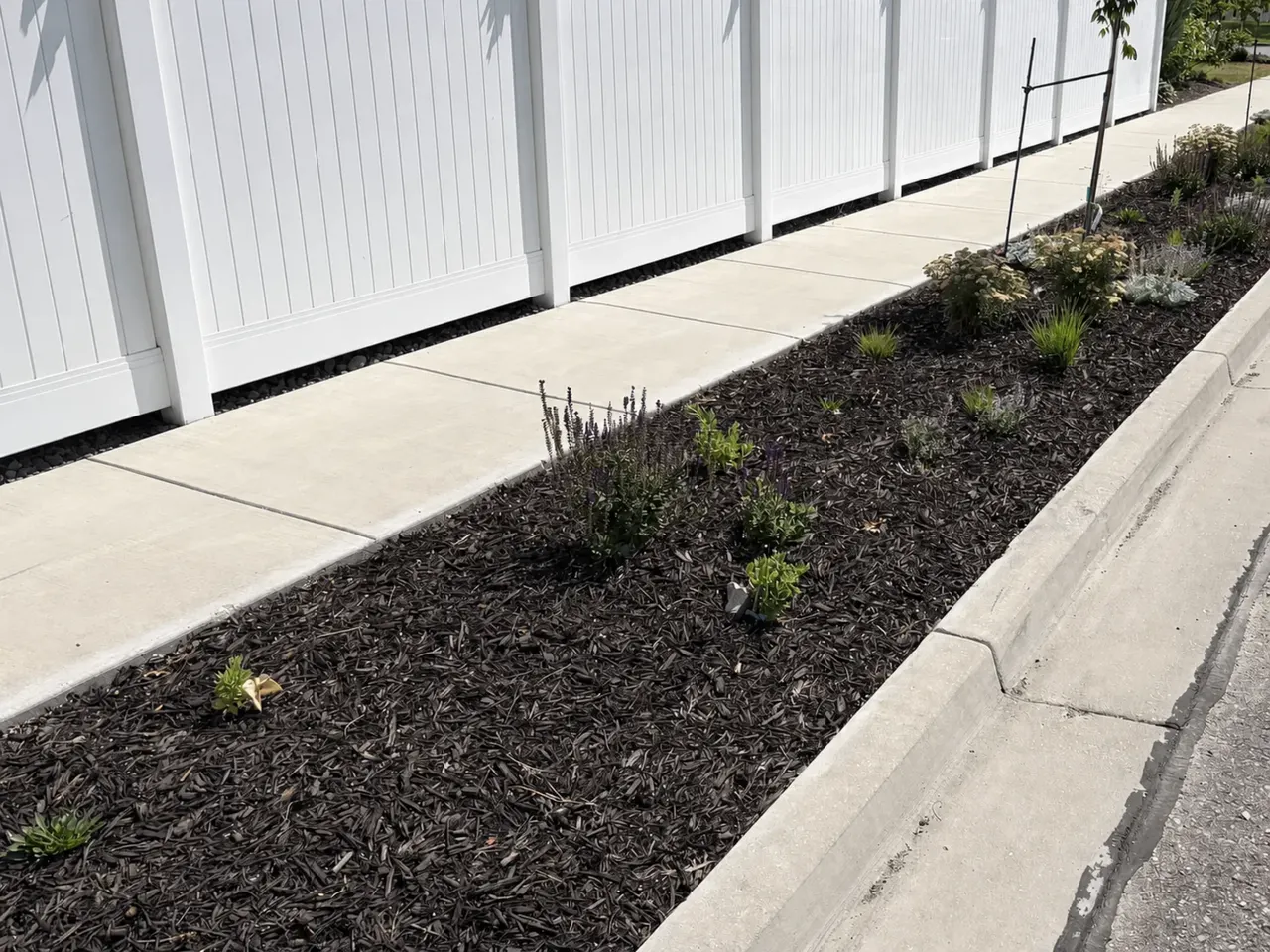 Finished: Long Mulch Planting. A full-length view shows the rhythm of young trees, flowering plants, and grasses along the finished strip.